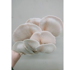 Mushroom Bulk Kit 2 x  Spawn bags Monster SUMMER White Oyster, 40 SF Bags instructions Make your own kits - FREE SHIPPING
